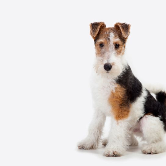 Hund, Säugetier, Wirbeltier, Canidae, Hunderasse, Drahthaarfuchs-Terrier, Begleithund, Fleischfresser, dreifärbiger Foxterrier, Welpe,