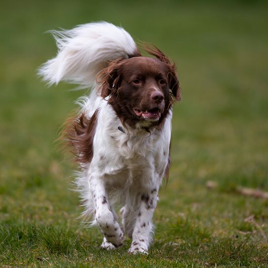 DRENTSCHE PARTRIDGE DOG, Patri Hund, holländische Hunderasse die für die Jagd auf Hühner gezüchtet wurde, Familienhund, Niederländische Hunderasse