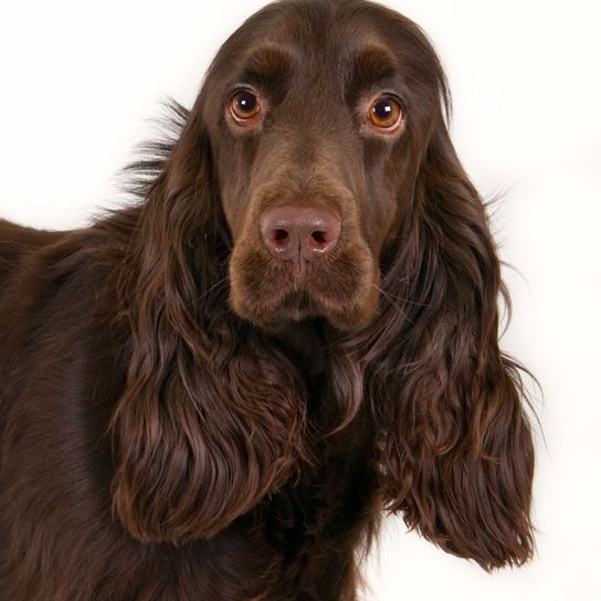 Hund, Säugetier, Wirbeltier, Canidae, Hunderasse, Spaniel, dunkelbrauner Field Spaniel vor weißem Hintergrund