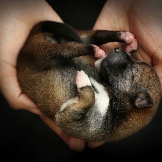 Nase, Schnauze, Canidae, sehr junger Welpe eines Shiba Inu, dunkler Shiba Inu, Hund ähnlich Akita