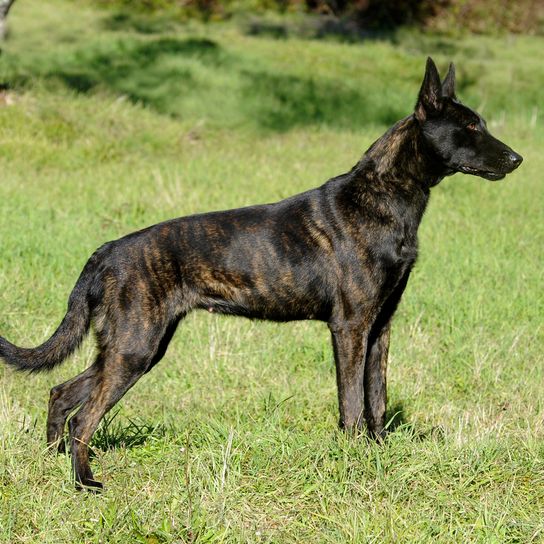 Holländischer Schäferhund gestromt, schwarz getigerter Hund mit Stehohren, große Hunderasse aus Niederlande, Holländischer Hirtenhund, Schäferhund aus Niederlande, Hollandse Herder, Hollandse Herdershond, Dutch Shepherd