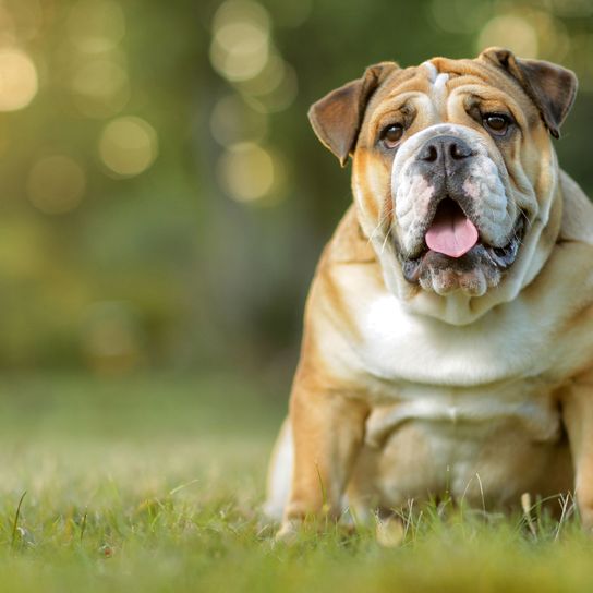 Hund, Säugetier, Wirbeltier, Hunderasse, Canidae, alte englische Bulldogge, Bulldogge, dicke alte englische Bulldogge, Fleischfresser, Begleithund, Kampfhund, neigt zu Übergewicht