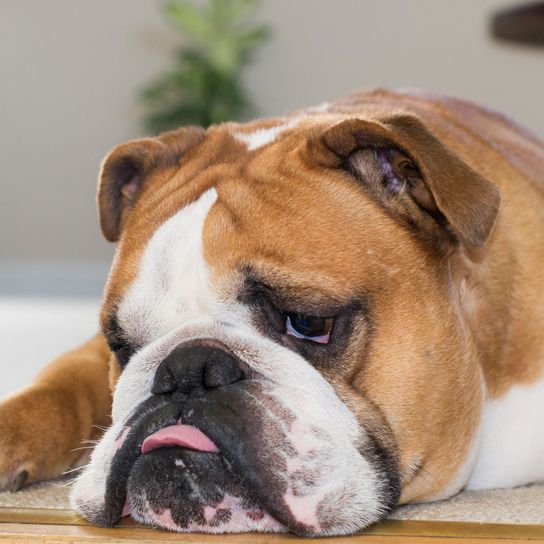 Hund, Säugetier, Wirbeltier, alte englische Bulldogge, Hunderasse, Canidae, Bulldogge, braun weiße britische Bulldoggen, Unterbiss einer alte englische Bulldogge, Gebiss Fehstellung bei Bulldoggen