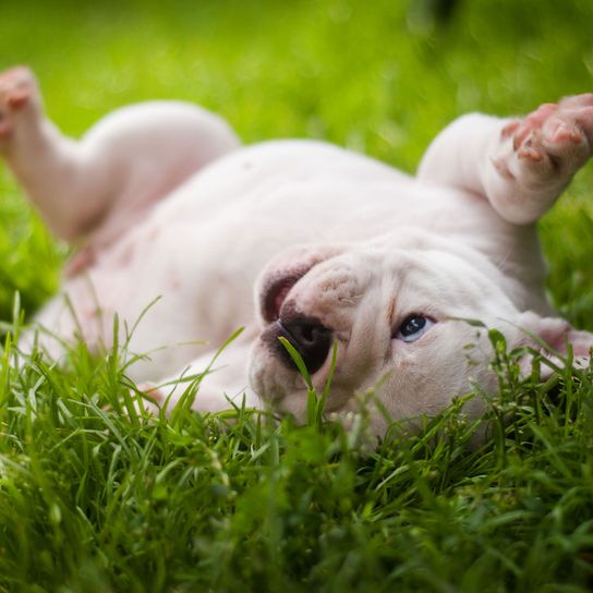 Wirbeltier, Hund, Canidae, Säugetier, Hunderasse, Gras, Rasse schaut als Welpe ähnlich Dogo guatemalteco aus, Fleischfresser, Rasse schaut als Welpe ähnlich aus wie Dogo argentino, Begleithund, alte Englische Bulldogge weiß Welpe