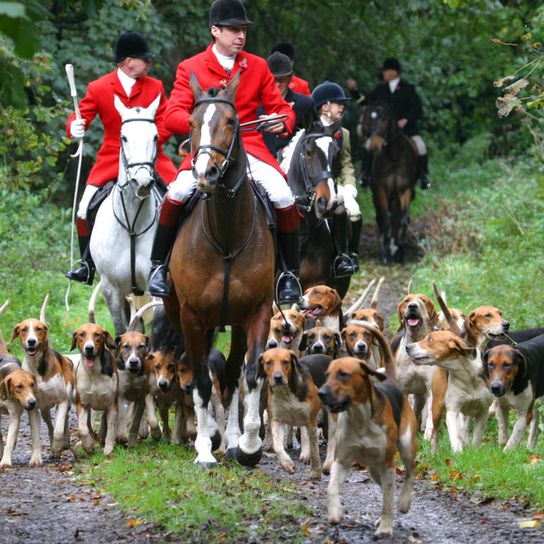 English Foxhound Meute mit Reitern, Jagdhunderasse aus England mit einigen Jägern im Wald, Meute an Hunden, Hundemeute, tricolor Hund aus Großbrittanien,