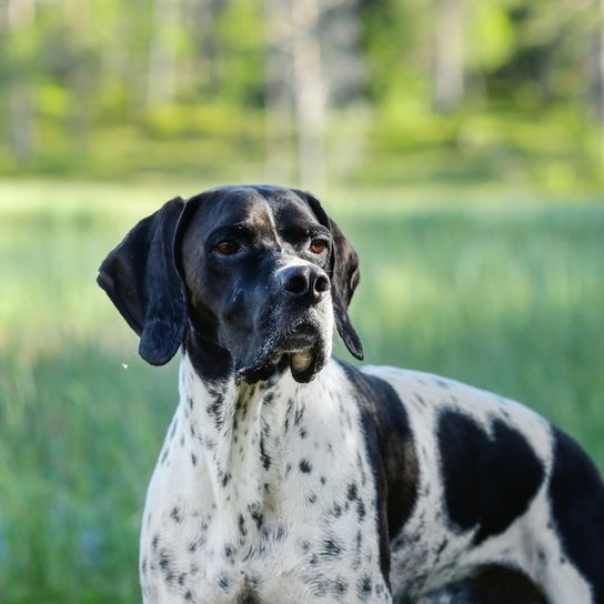 Schwarz weißer Pointer mit Punkten