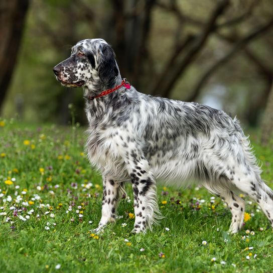 Jagdhund, britische Hunderasse mit schwarzen Punkten, Setter Hund, Irish Setter schaut ähnlich aus, English Setter schwarz weiß