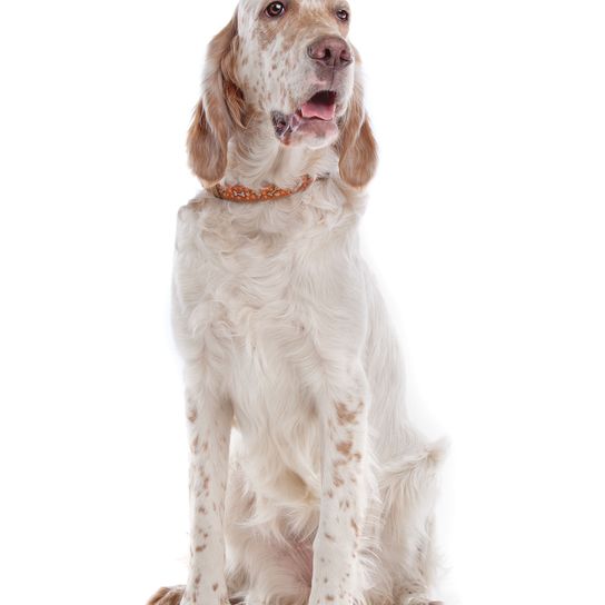 Hund, Säugetier, Wirbeltier, Canidae, Hunderasse, Fleischfresser, Sporting Group, English Setter mit hellem Feld sitzt vor weißem Hintergrund