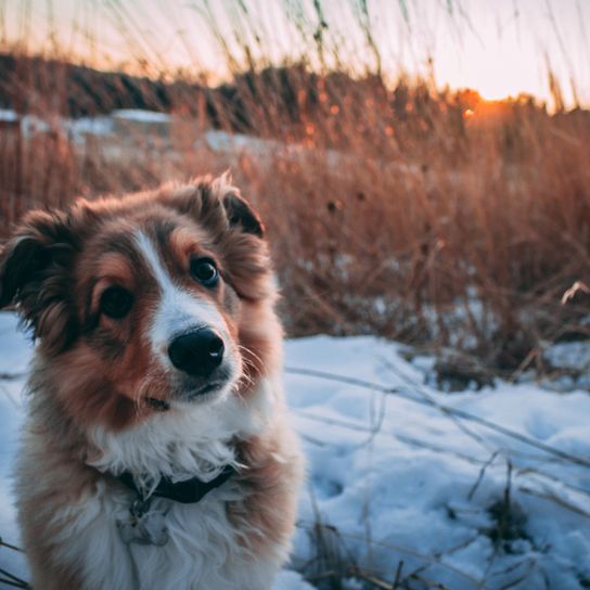 English Shepherd tricolor steht auf einem Schneefeld und bei Sonnenuntergang, dreifärbiger Hund mit langem Fell, Hund ähnlich Australian Shepherd, Collie, Schäferhund aus England, englische Hunderasse, britische Hunderasse