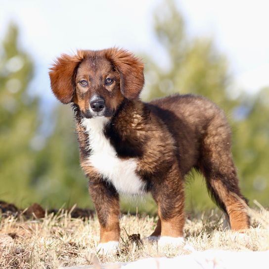 English Shepherd Welpe, braun weißer Hund auf einem Feld, Hund im Wald, Welpe im Wald, English Shepherd Welpe, tricolor Hund, Welpe mit Schlappohren