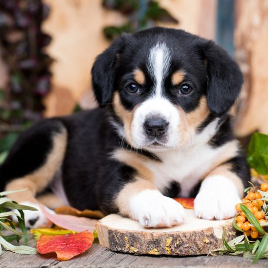 Entlebucher Sennenhund Welpe, kleiner dreifarbiger Hund, große Hunderasse, süßer Hundewelpe, Familienhund, Hund ähnlich Berner Sennenhund