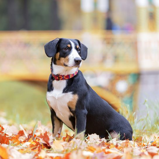 Entlebucher Sennenhund sitzt auf einer Wiese, schwarz braun weißer Hund, mittelgroße Hunderasse