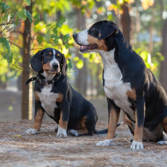 Entlebucher Sennenhund, Schweizer Sennenhunde im Wald, mittelgroße Hunderasse