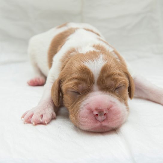 Brittany Welpe, Bretonischer Spaniel, französischer Spaniel, Französische Hunderasse, Rasse mit mittellangem Fell, Jagdhund, braun weiße Hunderasse mit Schlappohren und kurzem Schwanz, Hund der ohne Schwanz auf die Welt kommt, Hund ohne Rute, mittelgroße Hunderasse, Epagneul Breton Welpe