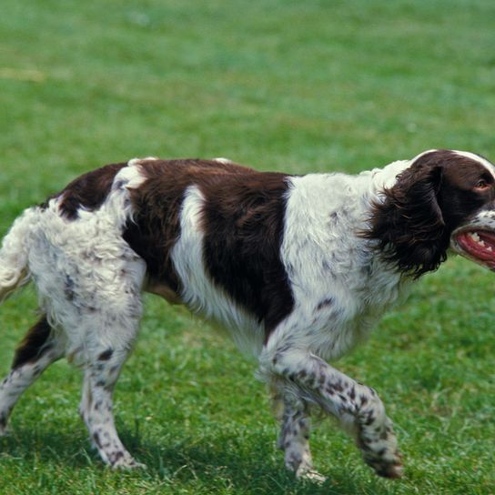 Französischer Spaniel, Epagneul Français, große Hunderasse aus Frankreich, Jagdhund, Jagdhunderasse, rot weißer Hund mit Punkten, Spaniel oder Pointer für französische Jäger, braun weißer Hund mit welligem Fell, Langes Fell