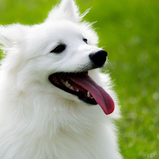 Amerikanischer Spitz, american eskimo dog, AKC anerkannte Rasse aber nicht beim FCI anerkannt