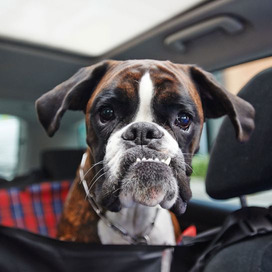 Hund, Säugetier, Wirbeltier, Canidae, Hunderasse, Boxer, Schnauze, Fleischfresser, Welpe, Begleithund, Gebiss Fehlstellung, Unterbiss beim Boxer, Zähne eines Boxerhundes