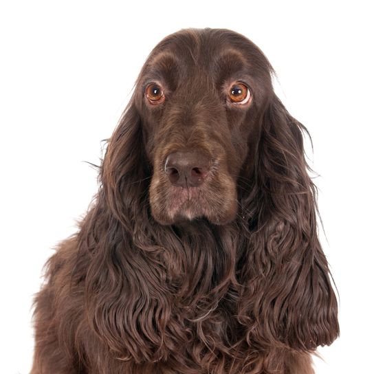 Rasse aus England, britische Hunderasse, brauner Hund, mittelgroße Hunderasse, Hund mit welligem Feld, Field Spaniel, Spanielrasse