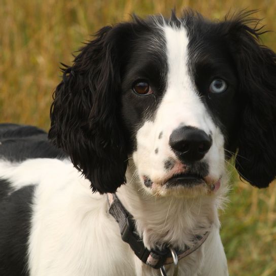 Field Spaniel Welpe schwarz weiß, blaue Augenfarbe beim Hundewelpe, Field Spaniel auf einer Weide