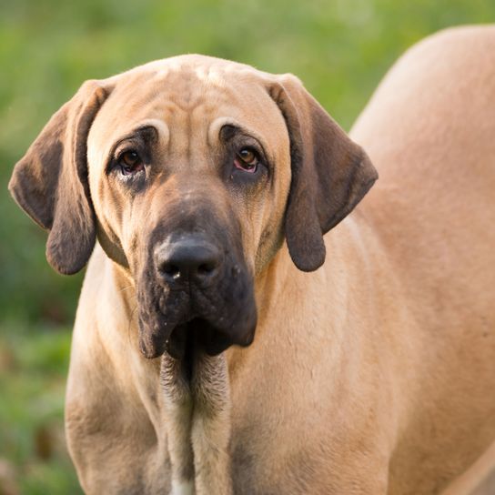 Hund, Säugetier, Wirbeltier, Hunderasse, Canidae, Schwarzer Maulkorb, Fleischfresser, Rasse ähnlich Rhodesian Ridgeback, Hund ähnlich Deutsche Dogge, Molosser aus Brasilien, Fila Brasileiro