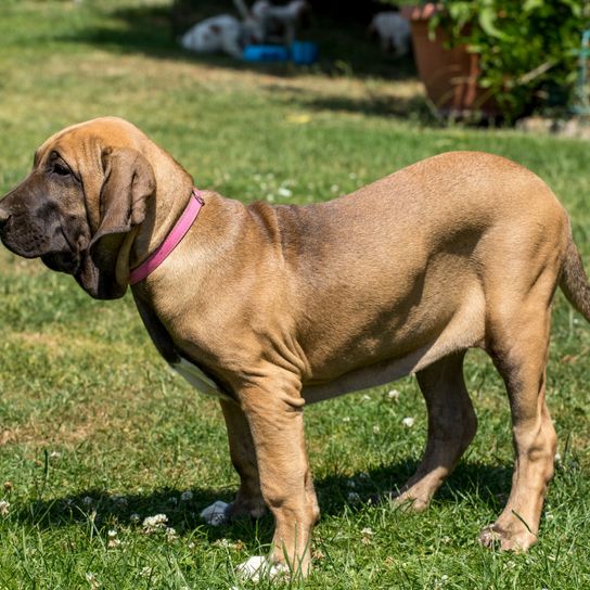 Hund, Säugetier, Wirbeltier, Hunderasse, Canidae, Fleischfresser, Fila brasileiro Junghund, brauner englischer Mastiff, Tosa, Molosser, großer brauner Hund