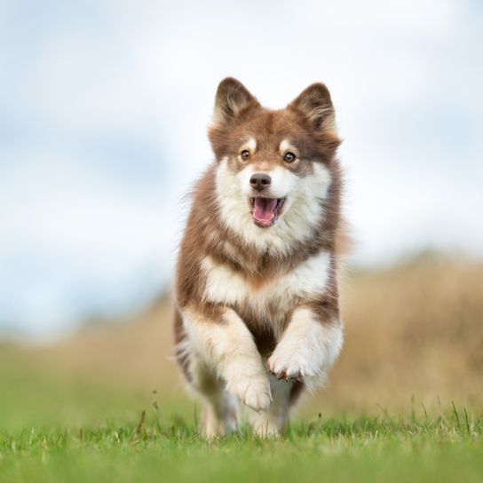 Finnischer Lapphund Welpe, Braun weißer Hund ähnlich Husky, Hund läuft über die Wiese