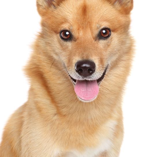 Finnischer Spitz liegt auf einem weißen Untergrund und hechelt, Hund mit Stehohren, rote Hunderasse, Hund ähnlich deutscher Spitz, Karelo-Finnische Laika, Suomenpystykorva
