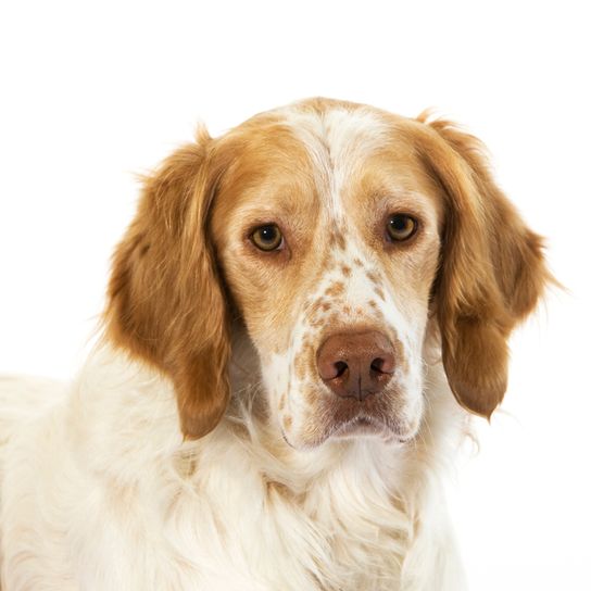 Französischer Spaniel, Epagneul Français, große Hunderasse aus Frankreich, Jagdhund, Jagdhunderasse, rot weißer Hund mit Punkten, Spaniel oder Pointer für französische Jäger, Zimtfarbener Hund mit welligem Fell, Langes Fell