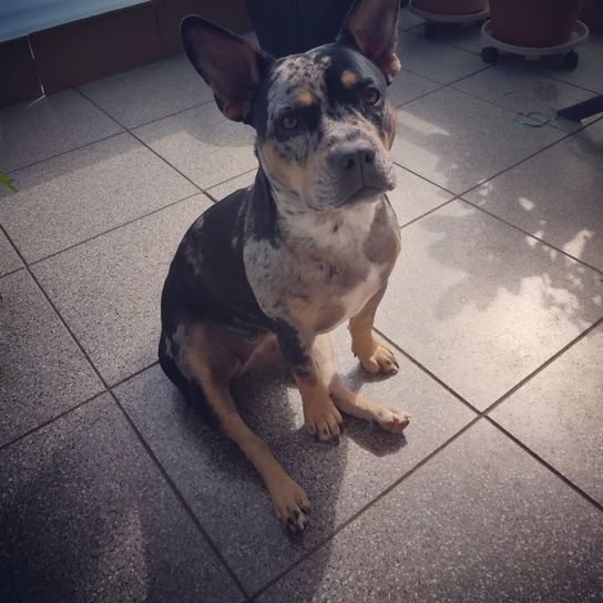 French Bull Terrier © Christina Krause Hund,Fleischfresser,Halsband,Rehbraun,Straßenbelag,Hunderasse,Bodenbelag,Arbeitstier,Himmel,Hundehalsband,