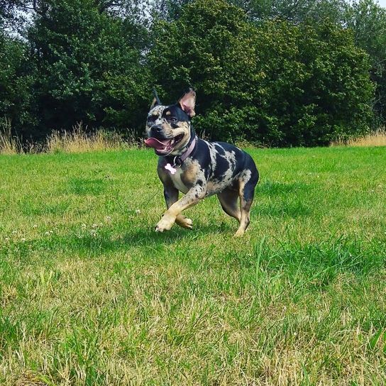 French Bull Terrier © Christina Krause Hund,Pflanze,Hunderasse,Fleischfresser,Begleithund,Rehkitz,Arbeitstier,Gras,Baum,Schwanz,