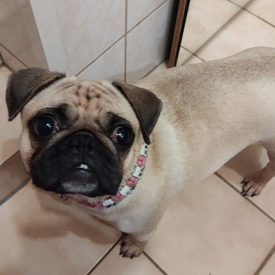 Frenchie Pug © Dagmar Benkert Mops,Hund,Auge,Fleischfresser,Hunderasse,Menschlicher Körper,Iris,Begleithund,Rehbraun,Falte,