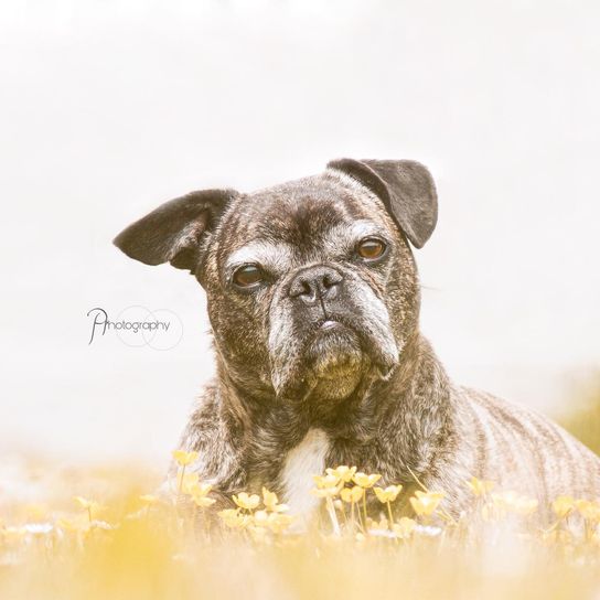 Frenchie Pug © Patricia Plazotta Hund,Wasser,Fleischfresser,Hunderasse,Arbeitstier,Kitz,Begleithund,Schnauze,Gras,Landtier,