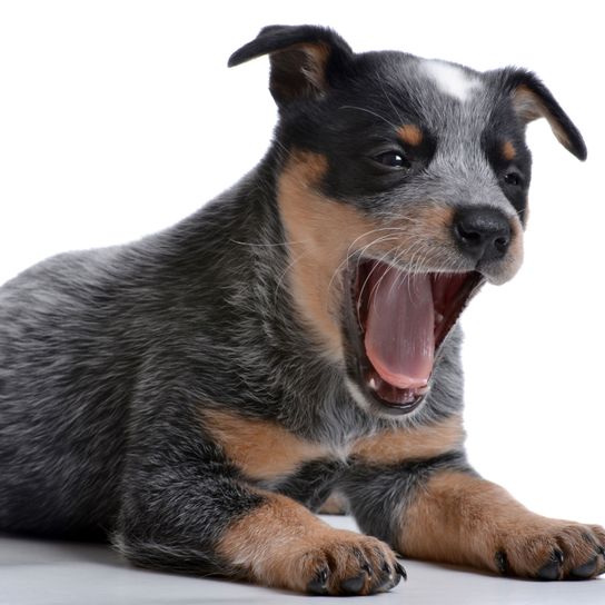 Hund, Säugetier, Wirbeltier, Hunderasse, Canidae, Gesichtsausdruck, Fleischfresser, Schnauze, Welpe, schwarz brauner gähnender Australian Cattle Dog Welpe