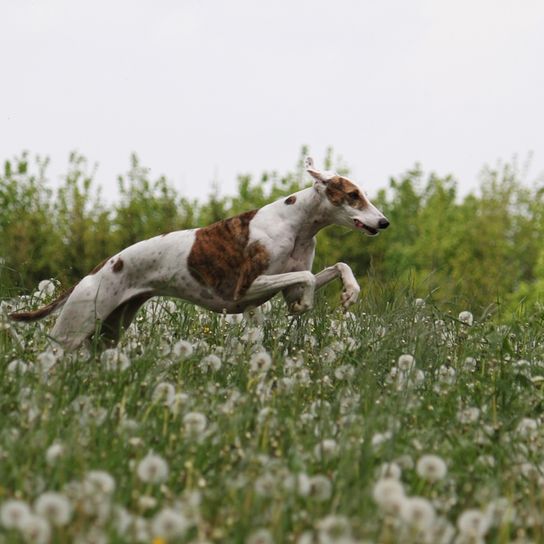 Galgo Espanol, spanischer Hund, Windhund aus Spanien, braun weißer Windhund, große Hunderasse, schnelle Hunderasse