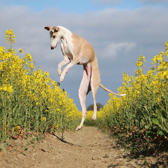 Galgo Espanol, spanischer Hund, Windhund aus Spanien, braun weißer Windhund, große Hunderasse, schnelle Hunderasse, spanischer Windhund springt auf einem Feld von Blumen in die Luft
