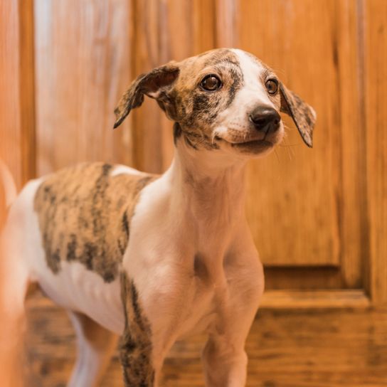 Galgo Espanol Welpe, kleiner spanischer Windhund gestromt, gestromter Hund aus Spanien, Rennhund, Hunderasse aus Spanien mit Tiger Muster