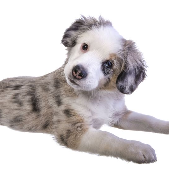 Hund, Säugetier, Wirbeltier, Hunderasse, Canidae, Welpe, Fleischfresser, australischer Schäferhund, Begleithund, gefleckter Australian Shepherd Welpe liegt vor weißem Hintergrund