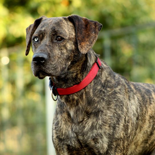 Hund, Säugetier, Wirbeltier, Hunderasse, Canidae, Fleischfresser, gefleckter Bardino mit rotem Halsband vor grünem Hintergrund