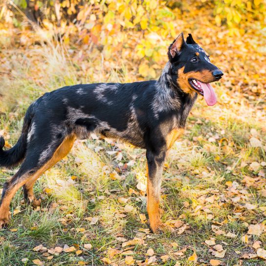 Hund, Säugetier, Wirbeltier, Hunderasse, Canidae, Fleischfresser, Arbeitshund, Seltene Rasse (Hund), gefleckter Beauceron steht auf Herbstwiese