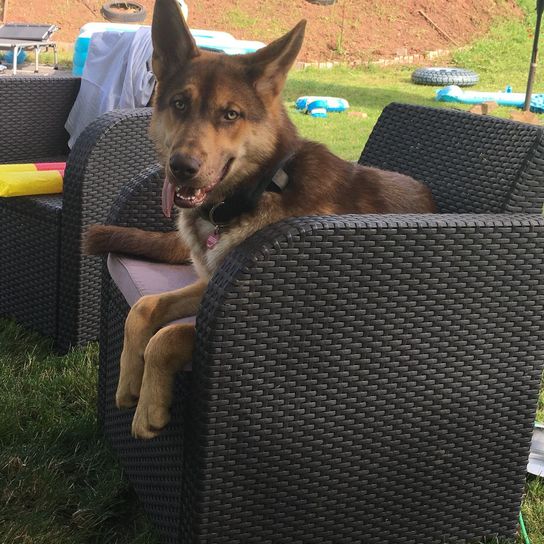 Gerberian Shepsky © Sandra Weber Hund,Hunderasse,Fleischfresser,Gras,Pflanze,Rehkitz,Begleithund,Freizeit,Hütehund,Wiese,