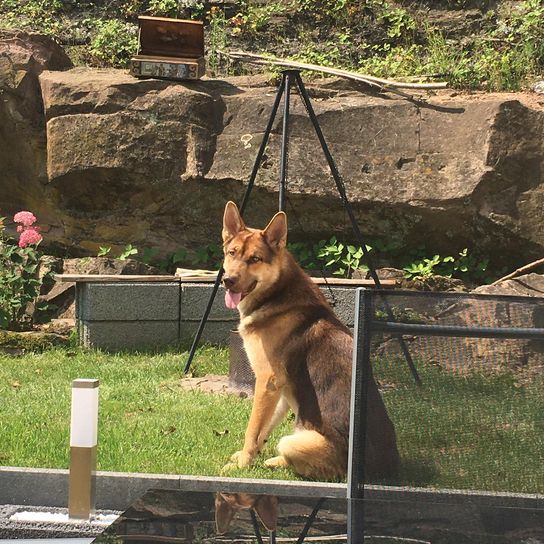Gerberian Shepsky © Sandra Weber Hund,Pflanze,Hunderasse,Fleischfresser,Spitz,Kitz,Gras,Begleithund,Schnauze,Hütehund,