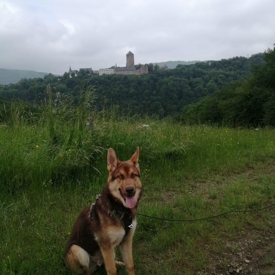 Gerberian Shepsky © Sandra Weber Himmel, Wolke, Hund, Pflanze, Hunderasse, Fleischfresser, Deutscher Schäferhund, Kitz, Gras, Begleithund,