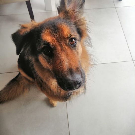 German Australian Shepherd © Maren Holm Hund,Hunderasse,Fleischfresser,Boden,Bodenbelag,Begleithund,Leber,Fliesenbelag,Schnurrhaare,Sportliche Gruppe,