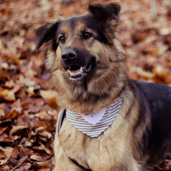 German Australian Shepherd © Maren Holm Hund,Fleischfresser,Hunderasse,Kitz,Pflanze,Begleithund,Schnauze,Sportliche Gruppe,Baum,Schnurrhaare,