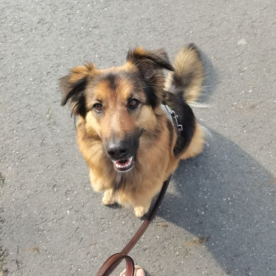 German Australian Shepherd © Maren Holm Hund,Fleischfresser,Hunderasse,Haustierbedarf,Halsband,Begleithund,Fawn,Leine,Sporting Group,Hundehalsband,