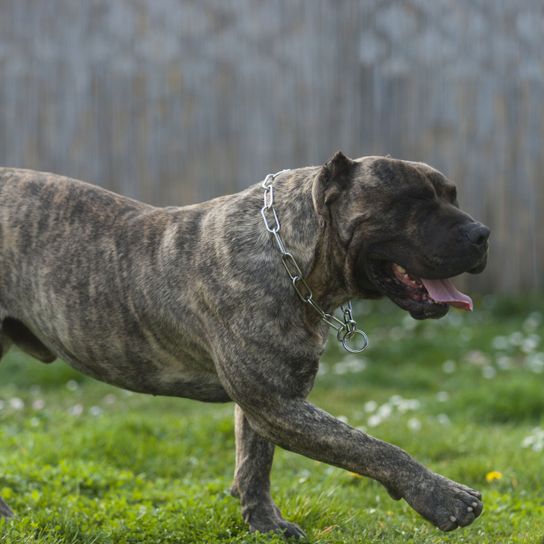 Hund, Säugetier, Wirbeltier, Hunderasse, Canidae, Fleischfresser, Rasse Dogo Canario gestromt, Rasse ist auch ein Molosser, gestromter Presa Canario Hund, kupierte Ohren