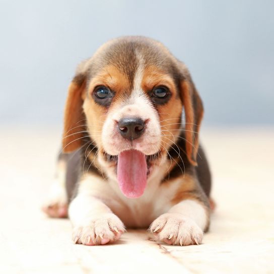 Hund, Säugetier, Wirbeltier, Hunderasse, Canidae, Welpe, Beagle, Fleischfresser, Beaglier, Taschenbeagle, glücklicher gefleckter Beagle Welpe liegt auf Holzboden