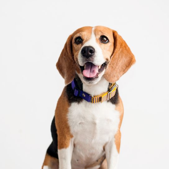 Hund, Säugetier, Wirbeltier, Hunderasse, Canidae, Beagle, Beagle-Harrier, Fleischfresser, glücklicher Beagle vor weißem Hintergrund