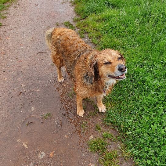 Hund,Fleischfresser,Wasserhund,Pflanze,Hunderasse,Rehkitz,Gras,Begleithund,Sportliche Gruppe,Terrier,