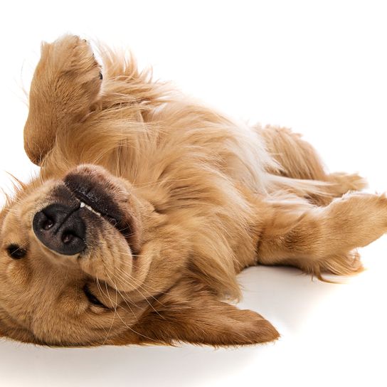 Golden Retriever lacht am Rücken Hund, Canidae, Hunderasse, Welpe, hellbrauner Golden Retriever, Fleischfresser, Sporting Group, Begleithund, Schnauze, Pfote, großer brauner Hund mit langem Fell